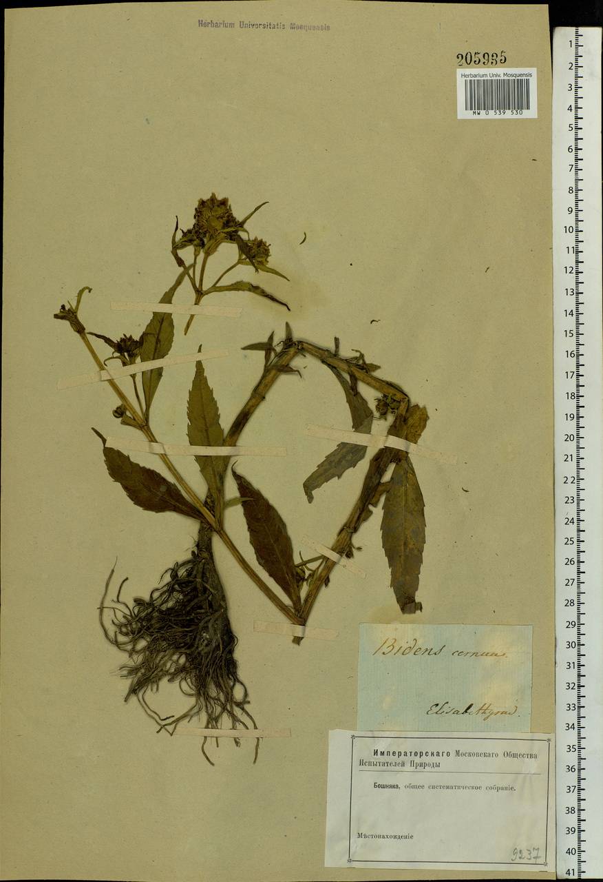 Bidens cernua L., Eastern Europe, South Ukrainian region (E12) (Ukraine)