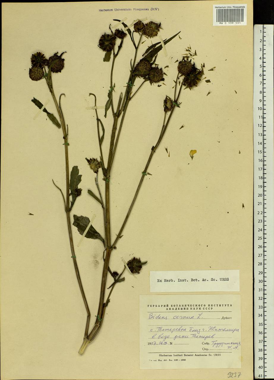 Bidens cernua L., Eastern Europe, North Ukrainian region (E11) (Ukraine)