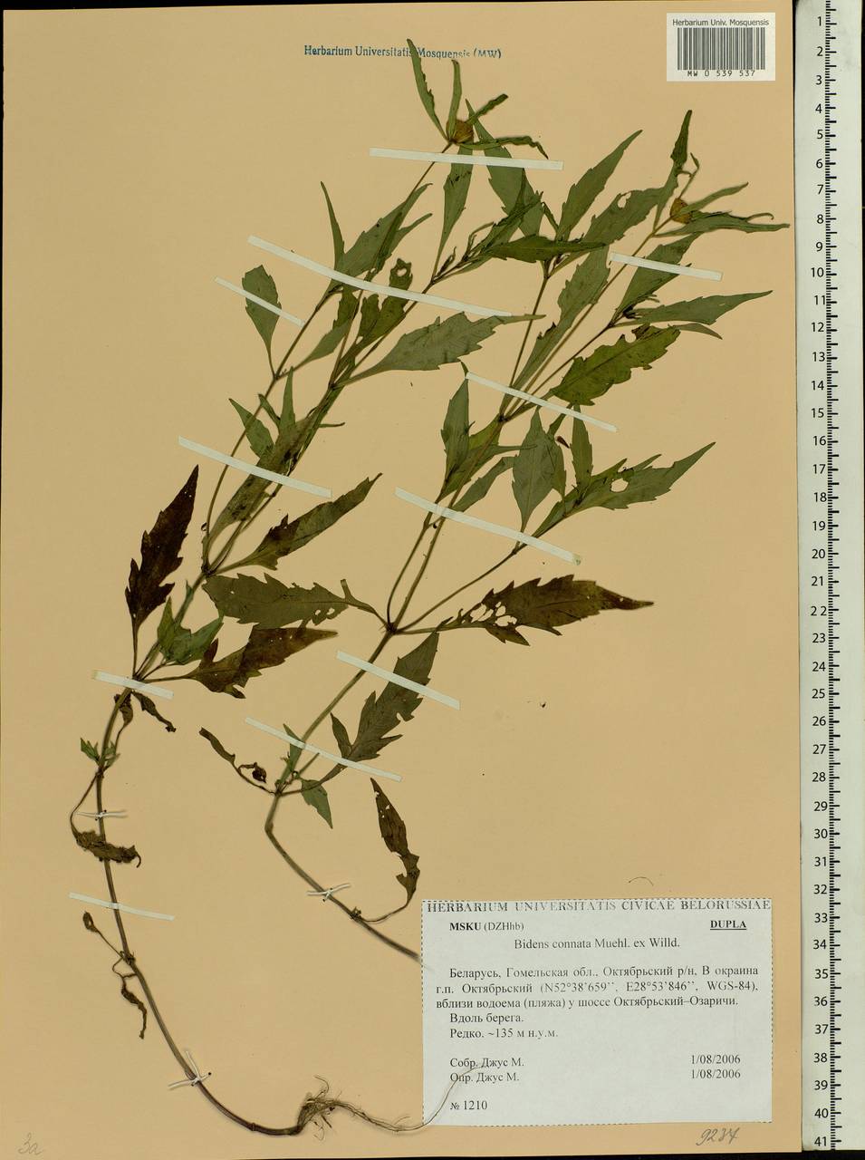 Bidens connata Muhl. ex Willd., Eastern Europe, Belarus (E3a) (Belarus)