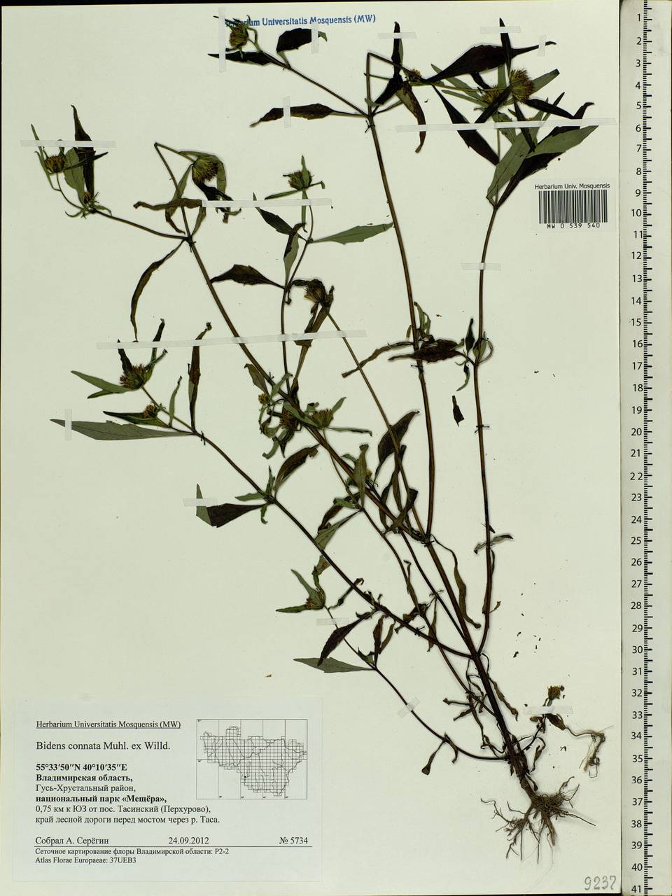 Bidens connata Muhl. ex Willd., Eastern Europe, Central region (E4) (Russia)