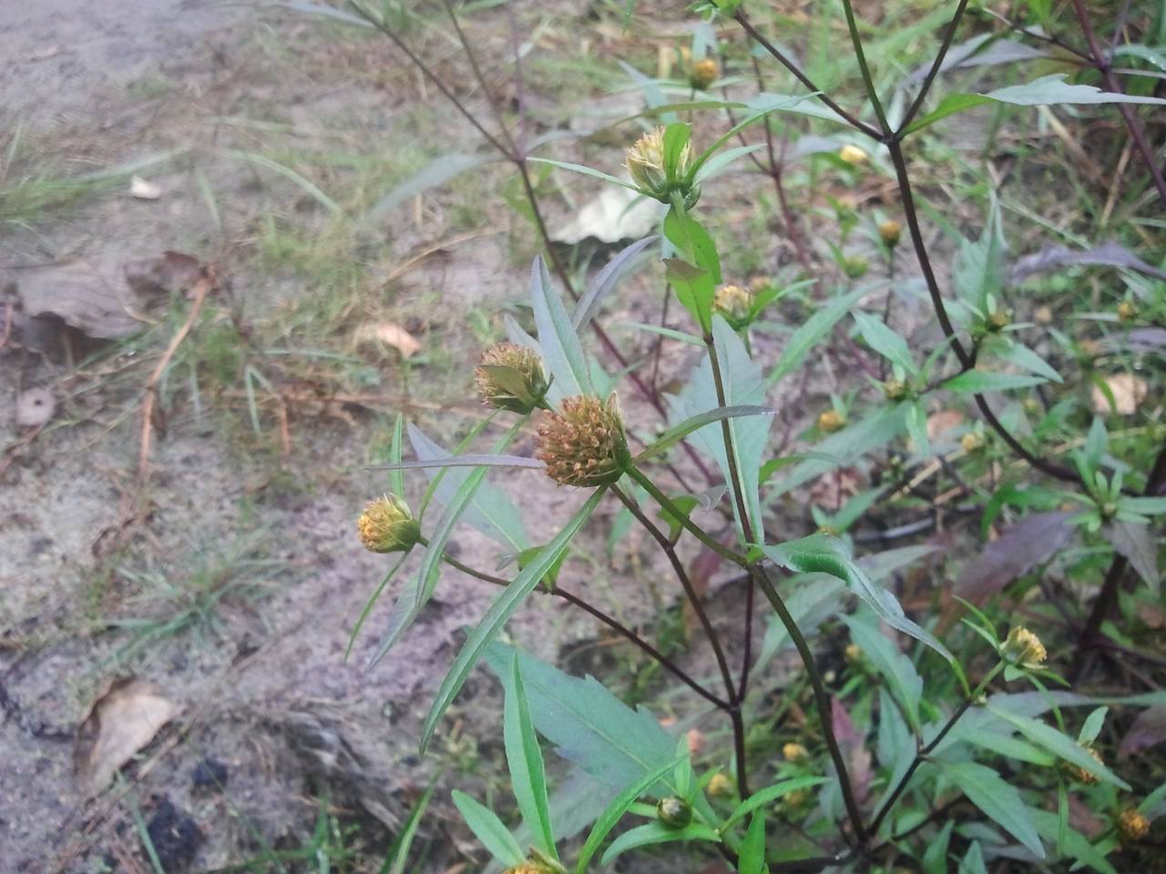 Bidens connata Muhl. ex Willd., Eastern Europe, Central region (E4) (Russia)