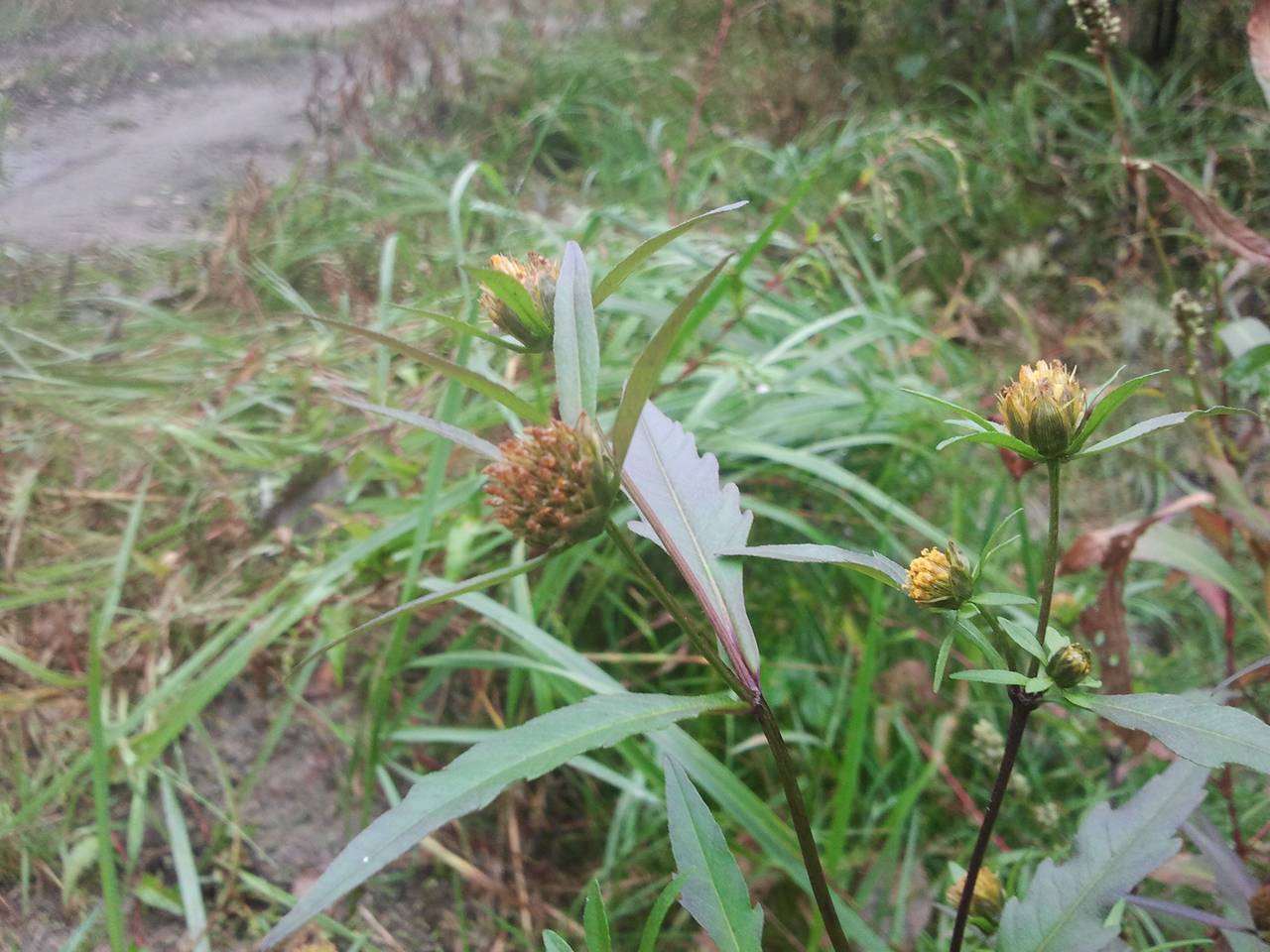 Bidens connata Muhl. ex Willd., Eastern Europe, Central region (E4) (Russia)
