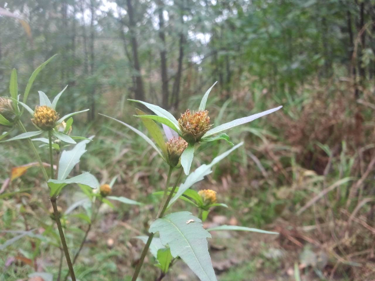 Bidens connata Muhl. ex Willd., Eastern Europe, Central region (E4) (Russia)