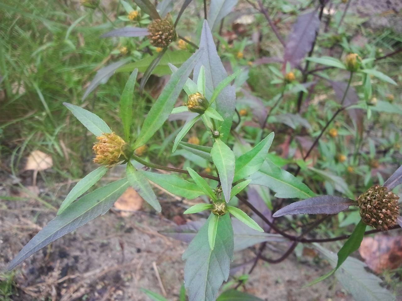 Bidens connata Muhl. ex Willd., Eastern Europe, Central region (E4) (Russia)