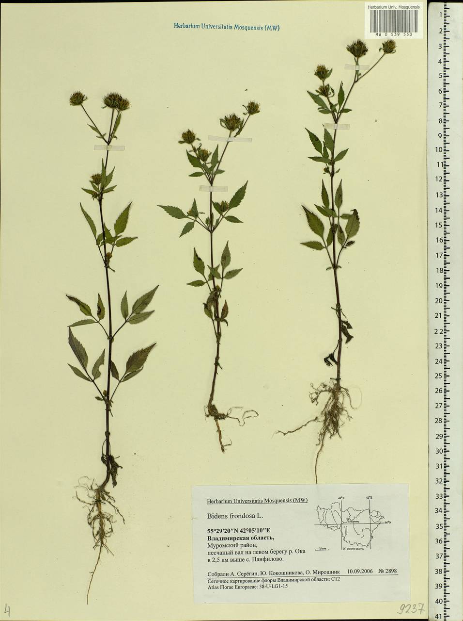 Bidens frondosa L., Eastern Europe, Central region (E4) (Russia)