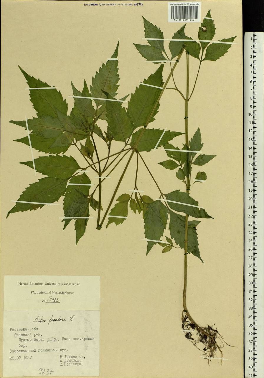 Bidens frondosa L., Eastern Europe, Central region (E4) (Russia)