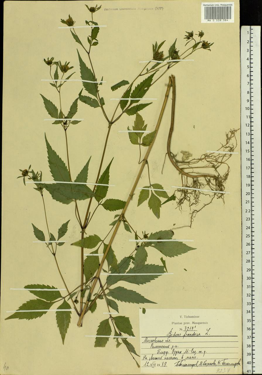 Bidens frondosa L., Eastern Europe, Moscow region (E4a) (Russia)