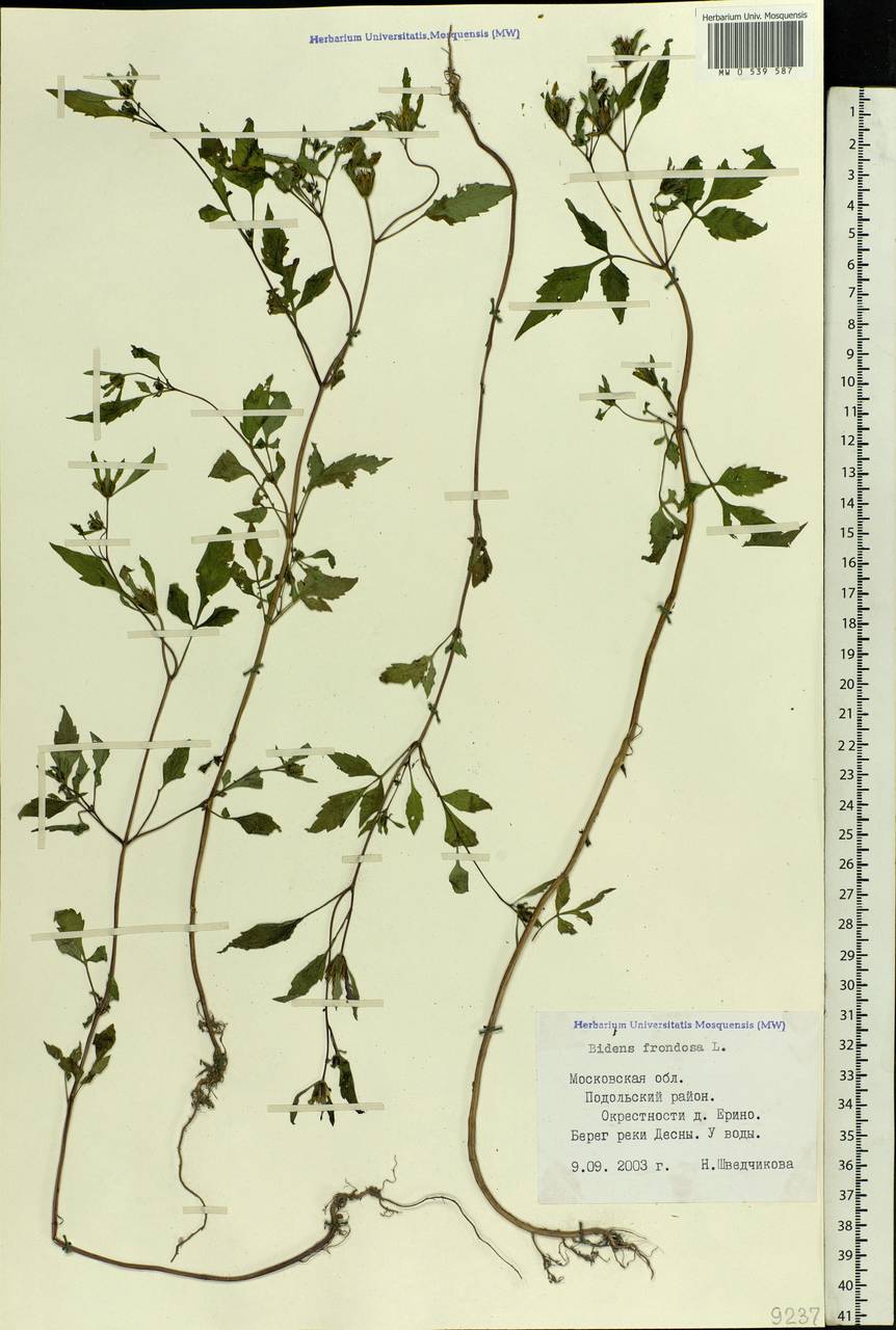 Bidens frondosa L., Eastern Europe, Moscow region (E4a) (Russia)