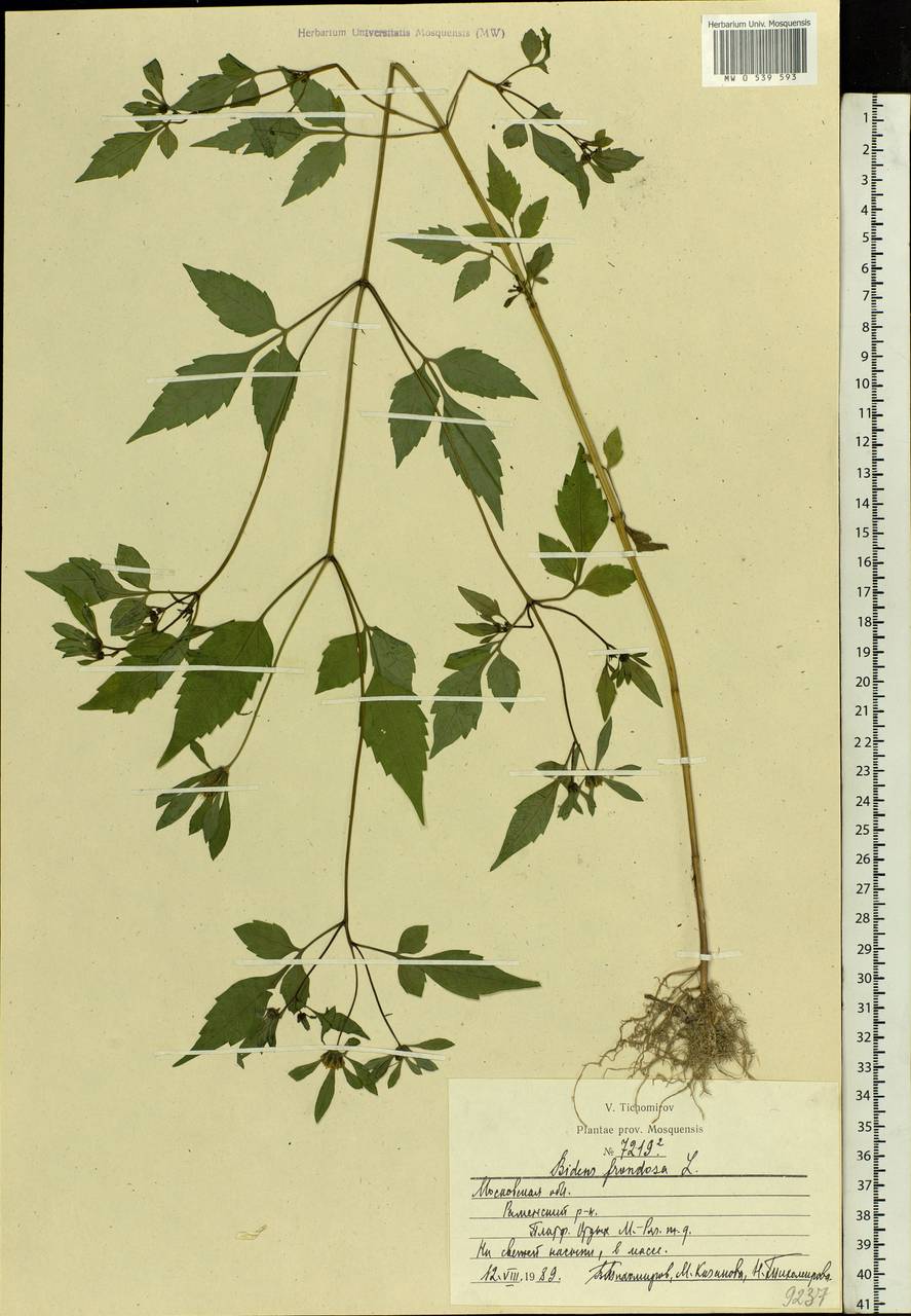 Bidens frondosa L., Eastern Europe, Moscow region (E4a) (Russia)