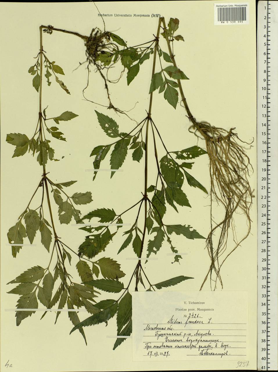 Bidens frondosa L., Eastern Europe, Moscow region (E4a) (Russia)