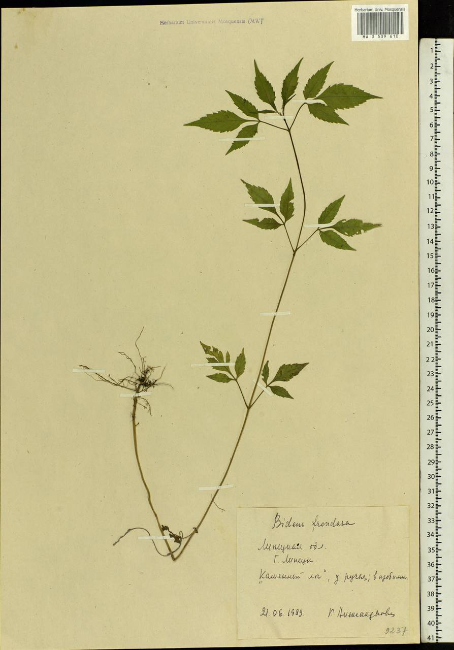 Bidens frondosa L., Eastern Europe, Central forest-and-steppe region (E6) (Russia)