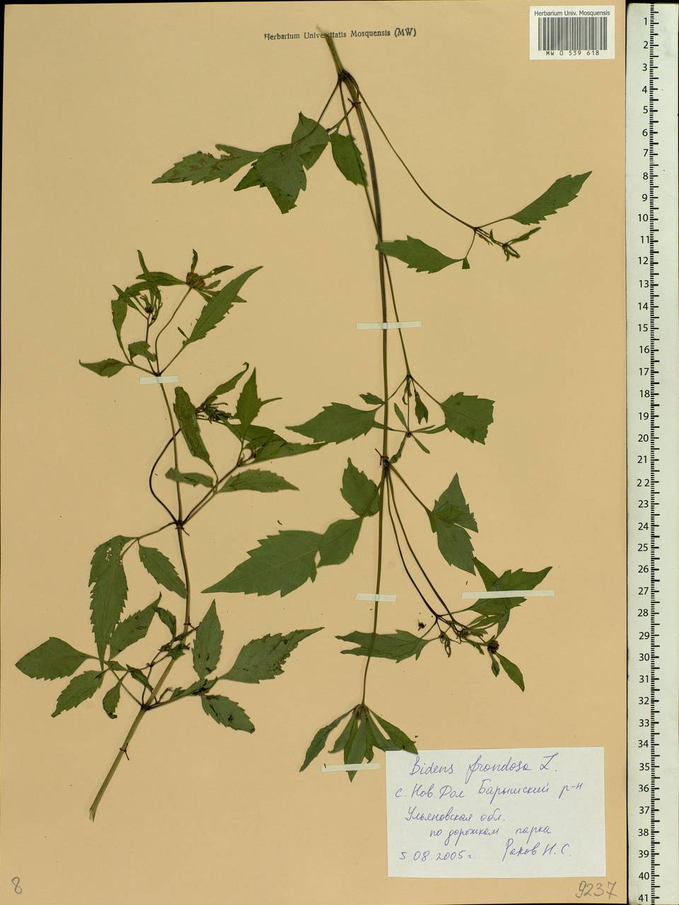 Bidens frondosa L., Eastern Europe, Middle Volga region (E8) (Russia)