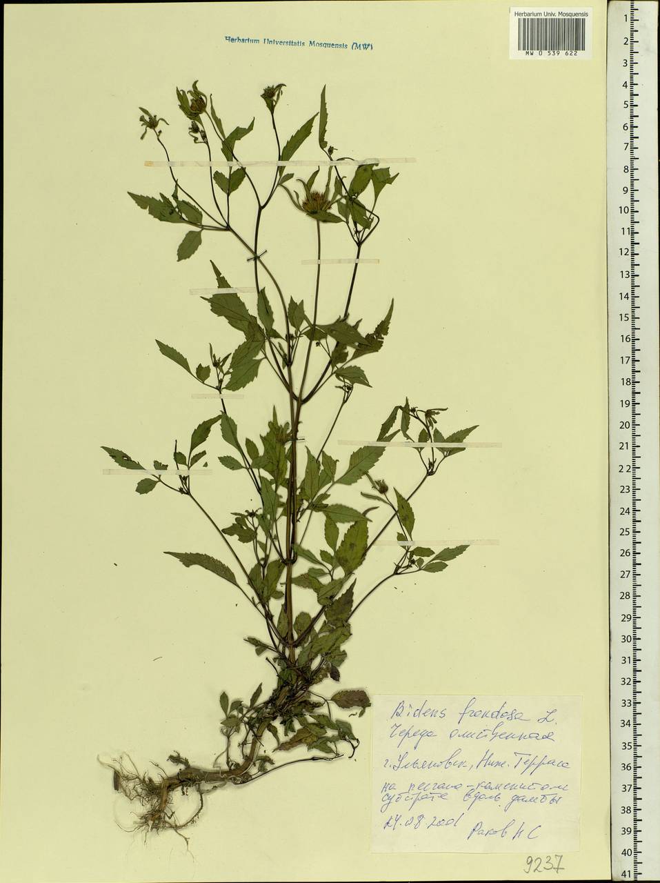 Bidens frondosa L., Eastern Europe, Middle Volga region (E8) (Russia)
