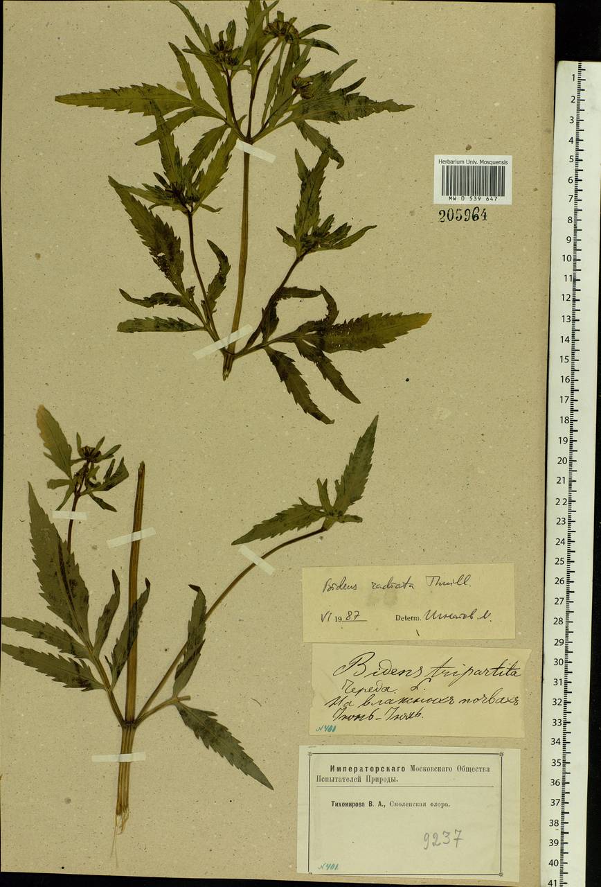 Bidens radiata Thuill., Eastern Europe, Western region (E3) (Russia)