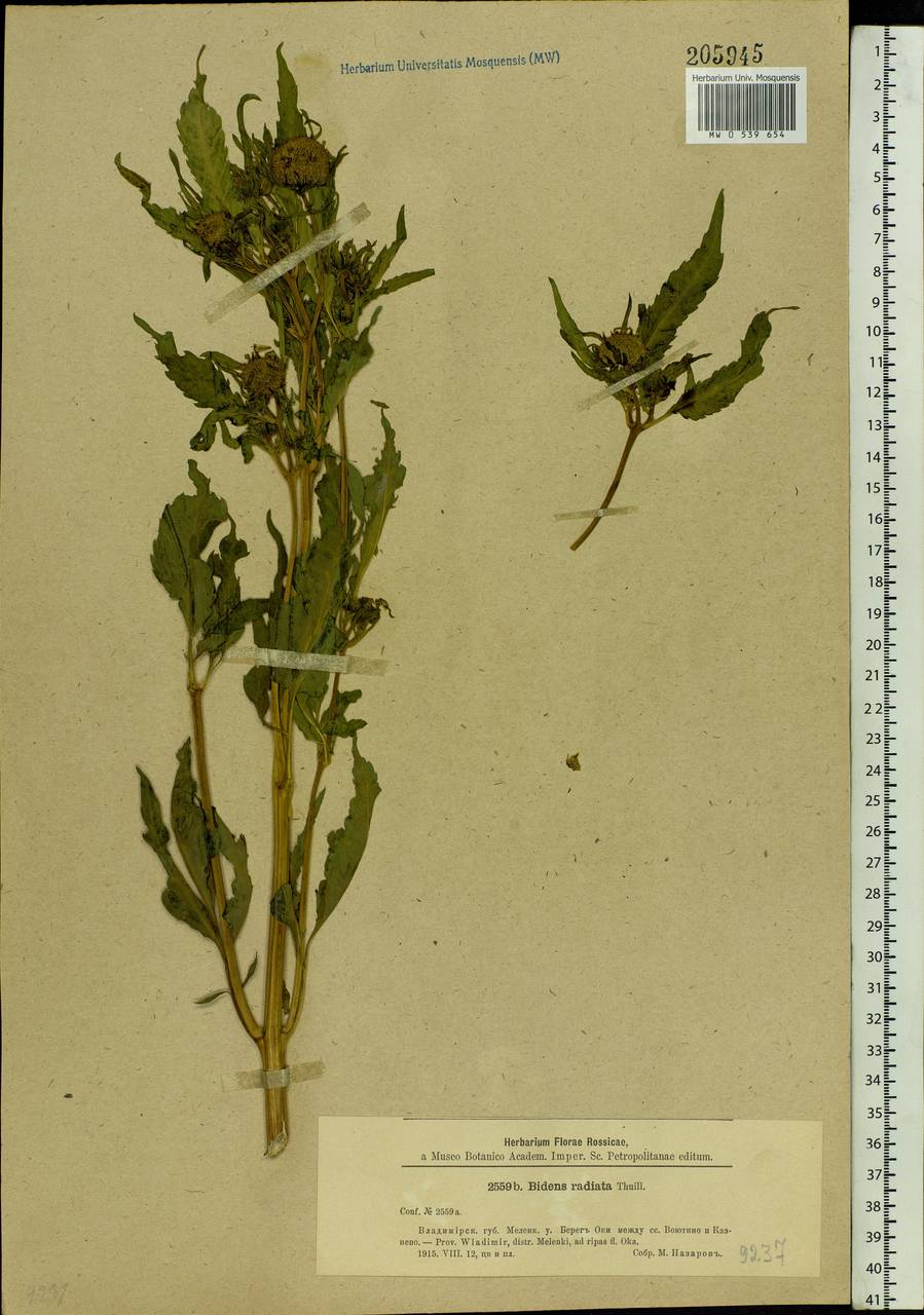 Bidens radiata Thuill., Eastern Europe, Central region (E4) (Russia)