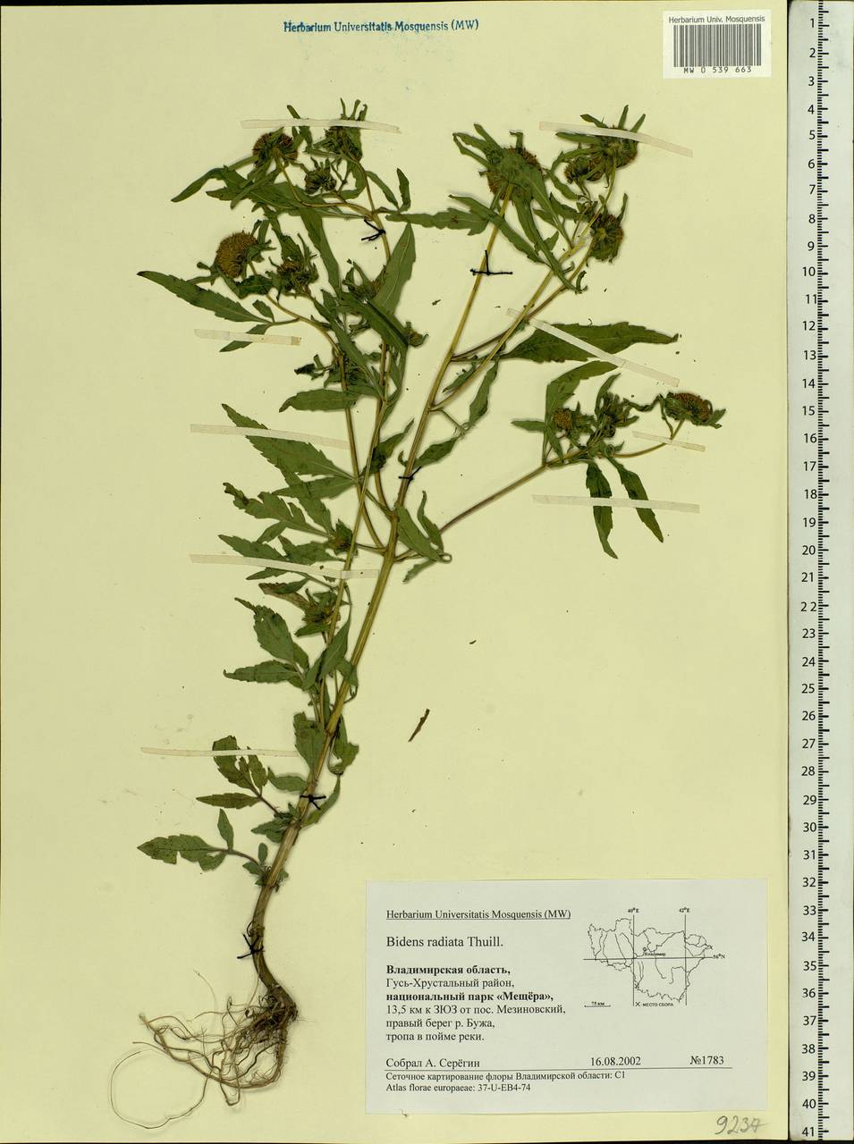 Bidens radiata Thuill., Eastern Europe, Central region (E4) (Russia)