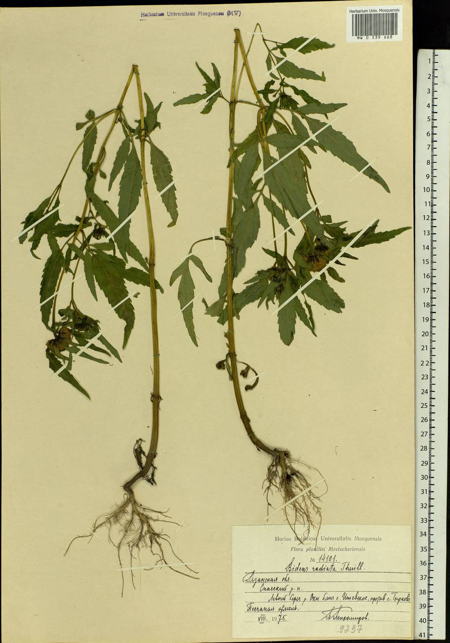 Bidens radiata Thuill., Eastern Europe, Central region (E4) (Russia)