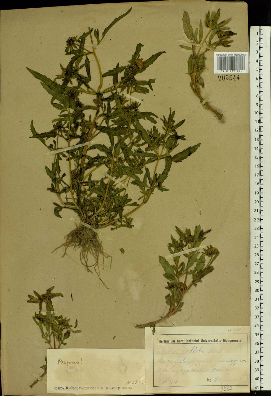 Bidens radiata Thuill., Eastern Europe, Moscow region (E4a) (Russia)