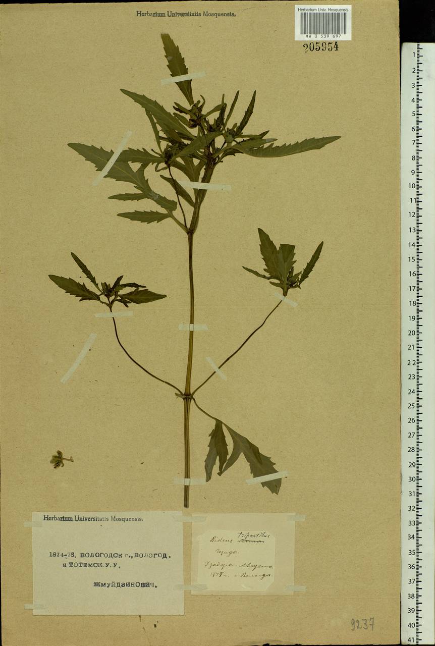 Bidens tripartita L., Eastern Europe, Northern region (E1) (Russia)