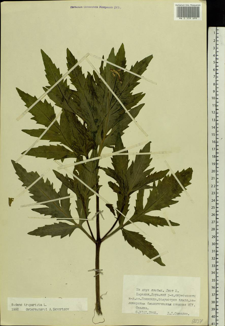 Bidens tripartita L., Eastern Europe, Northern region (E1) (Russia)