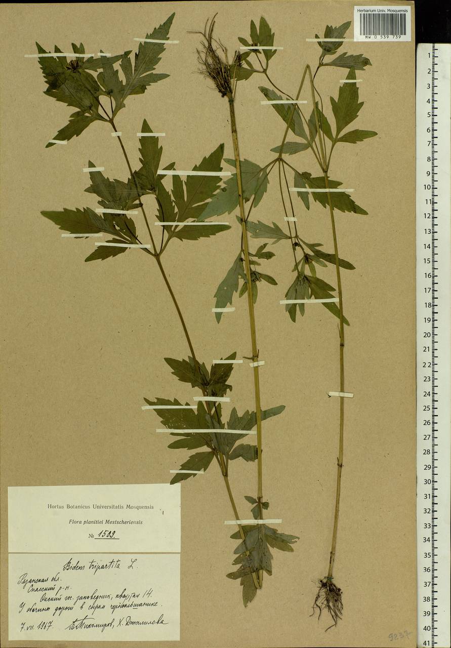 Bidens tripartita L., Eastern Europe, Central region (E4) (Russia)