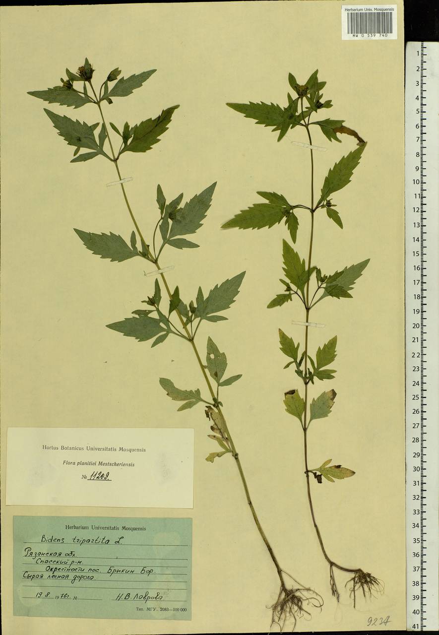 Bidens tripartita L., Eastern Europe, Central region (E4) (Russia)