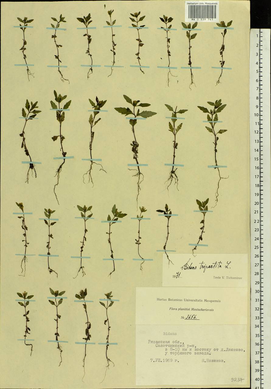 Bidens tripartita L., Eastern Europe, Central region (E4) (Russia)