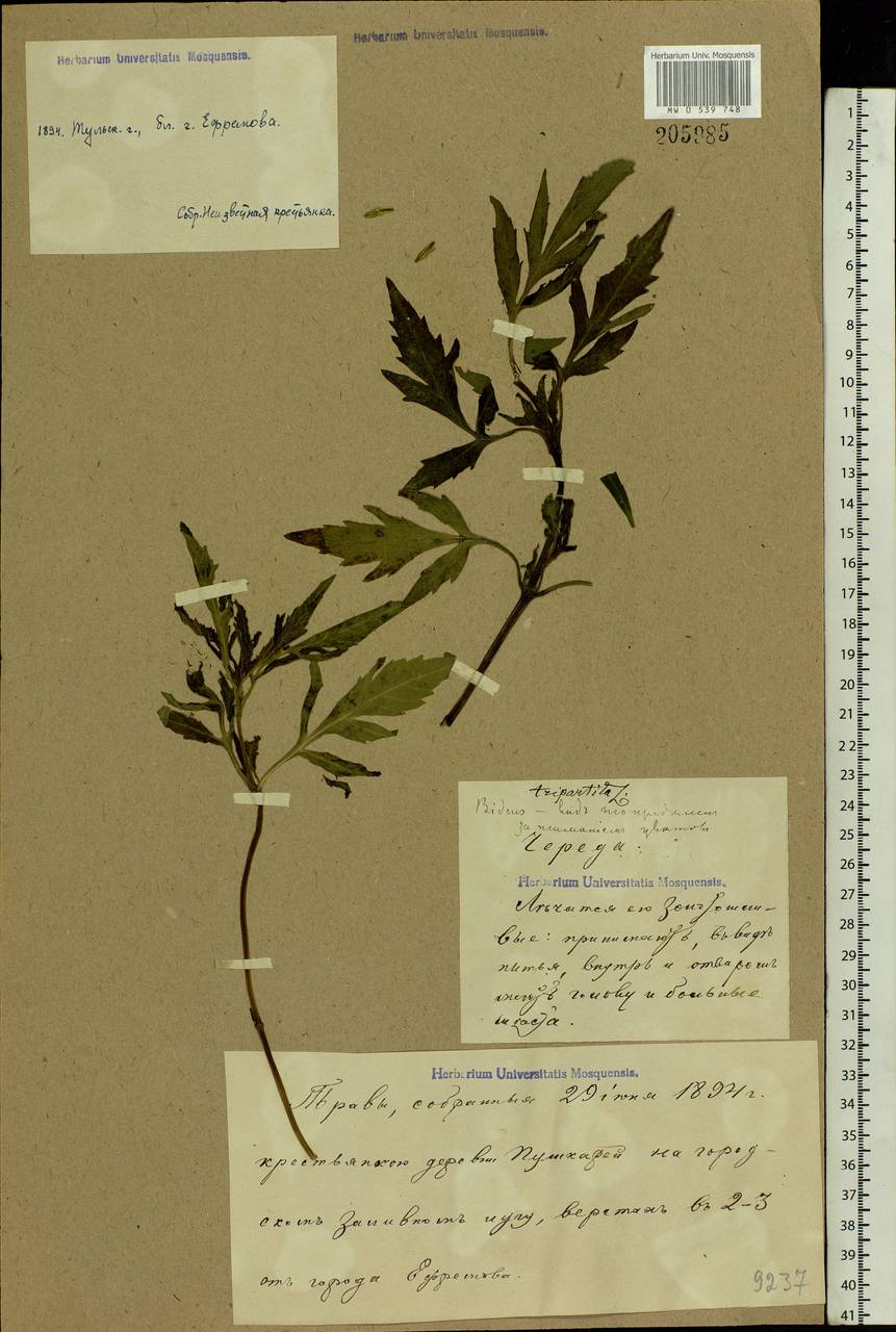 Bidens tripartita L., Eastern Europe, Central region (E4) (Russia)