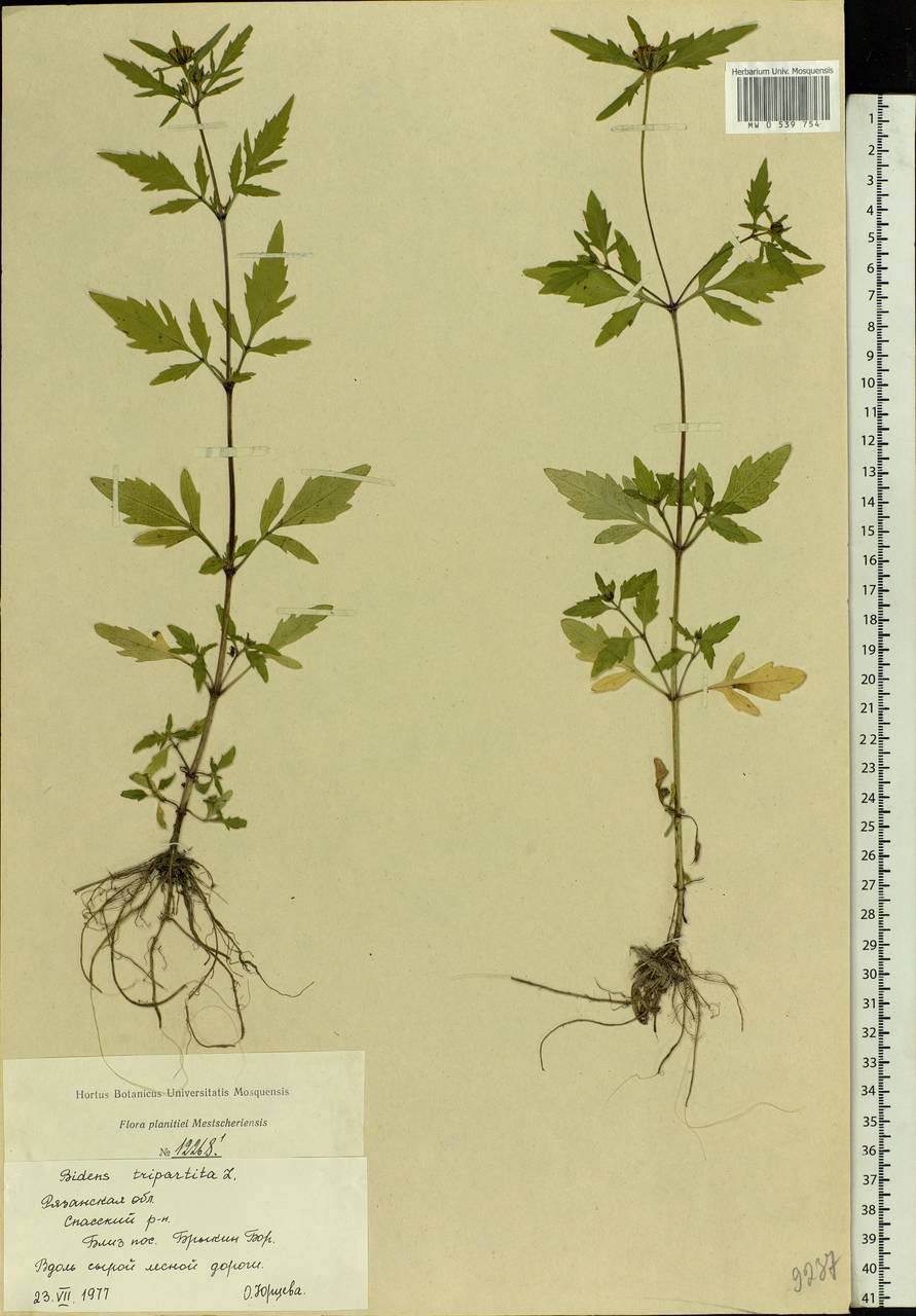 Bidens tripartita L., Eastern Europe, Central region (E4) (Russia)