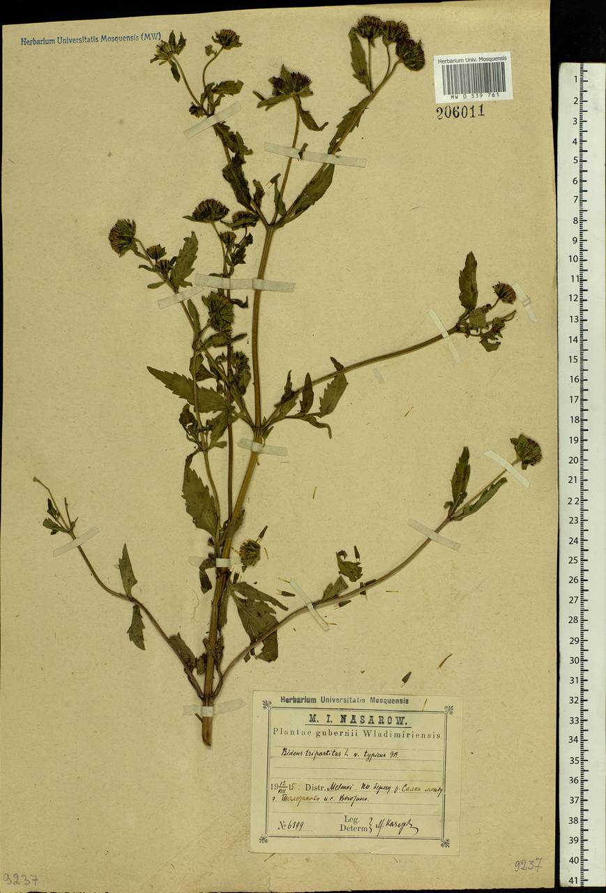 Bidens tripartita L., Eastern Europe, Central region (E4) (Russia)