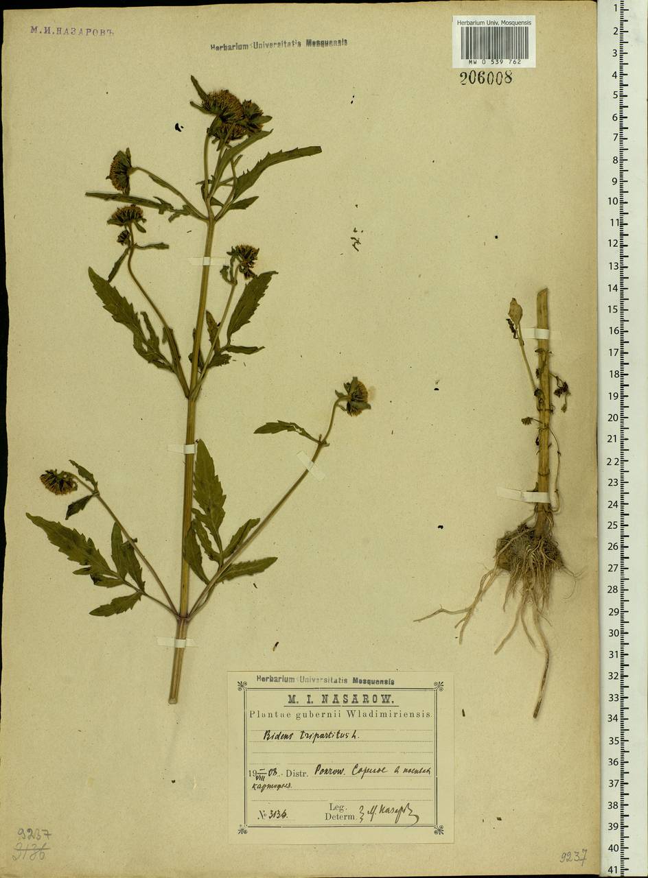 Bidens tripartita L., Eastern Europe, Central region (E4) (Russia)