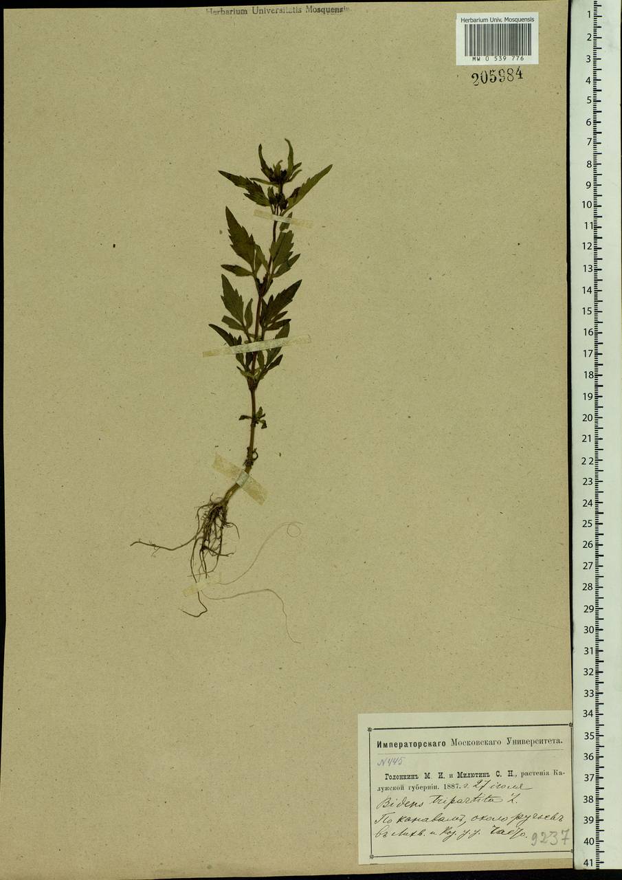 Bidens tripartita L., Eastern Europe, Central region (E4) (Russia)
