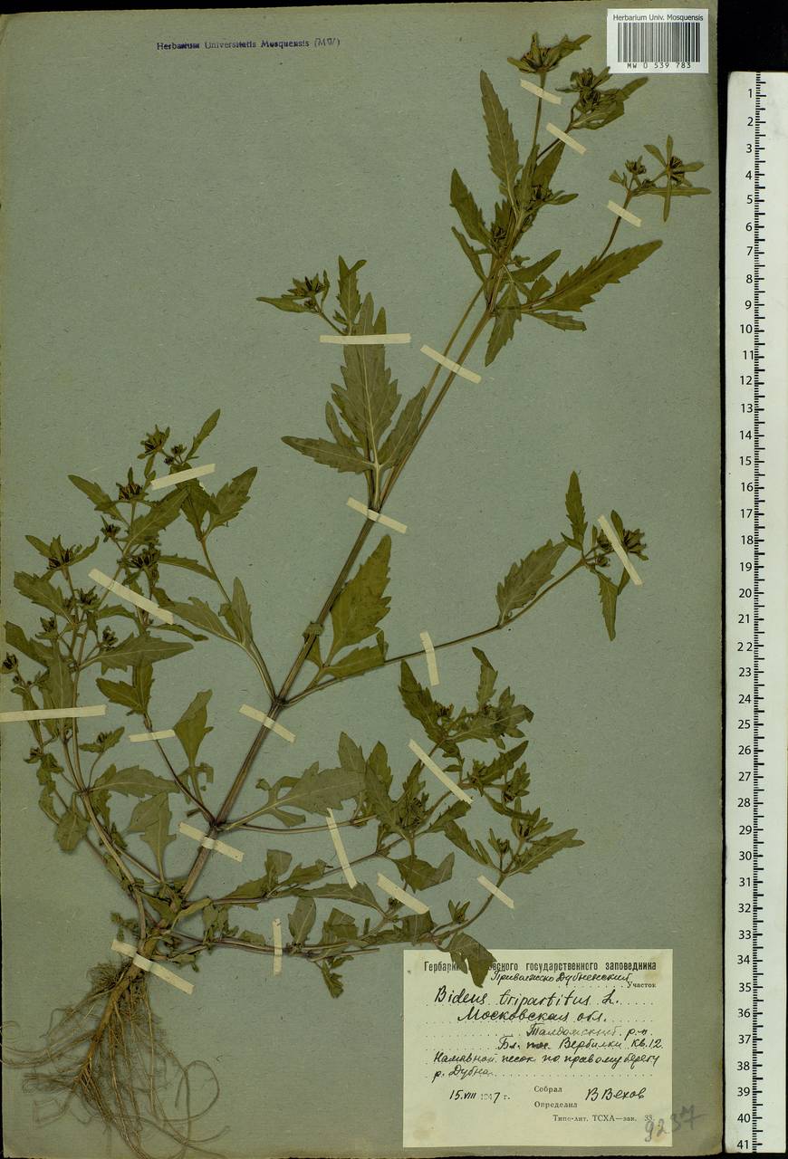 Bidens tripartita L., Eastern Europe, Moscow region (E4a) (Russia)