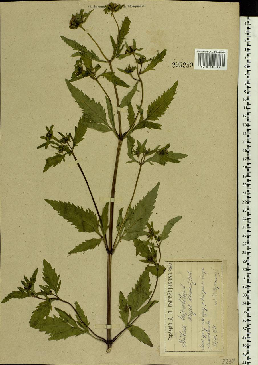 Bidens tripartita L., Eastern Europe, Moscow region (E4a) (Russia)