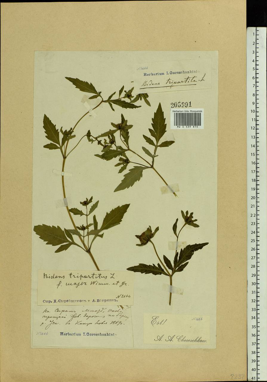 Bidens tripartita L., Eastern Europe, Moscow region (E4a) (Russia)