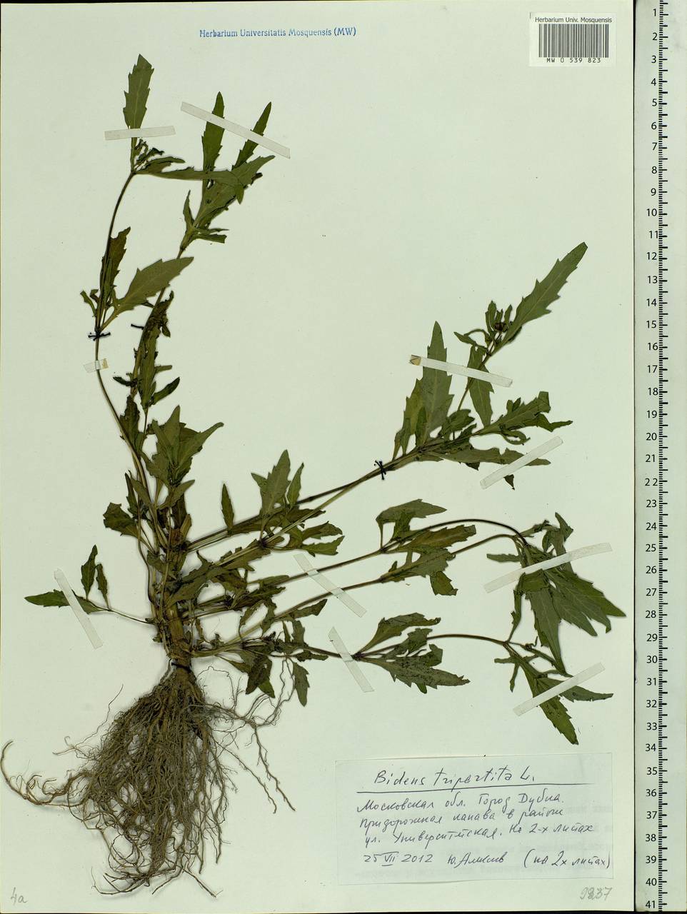 Bidens tripartita L., Eastern Europe, Moscow region (E4a) (Russia)