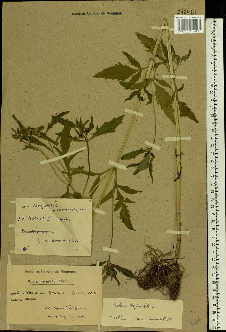 Bidens tripartita L., Eastern Europe, Moscow region (E4a) (Russia)