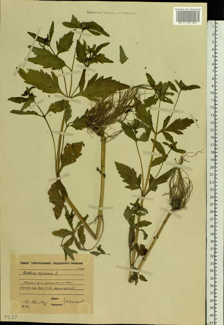 Bidens tripartita L., Eastern Europe, Moscow region (E4a) (Russia)