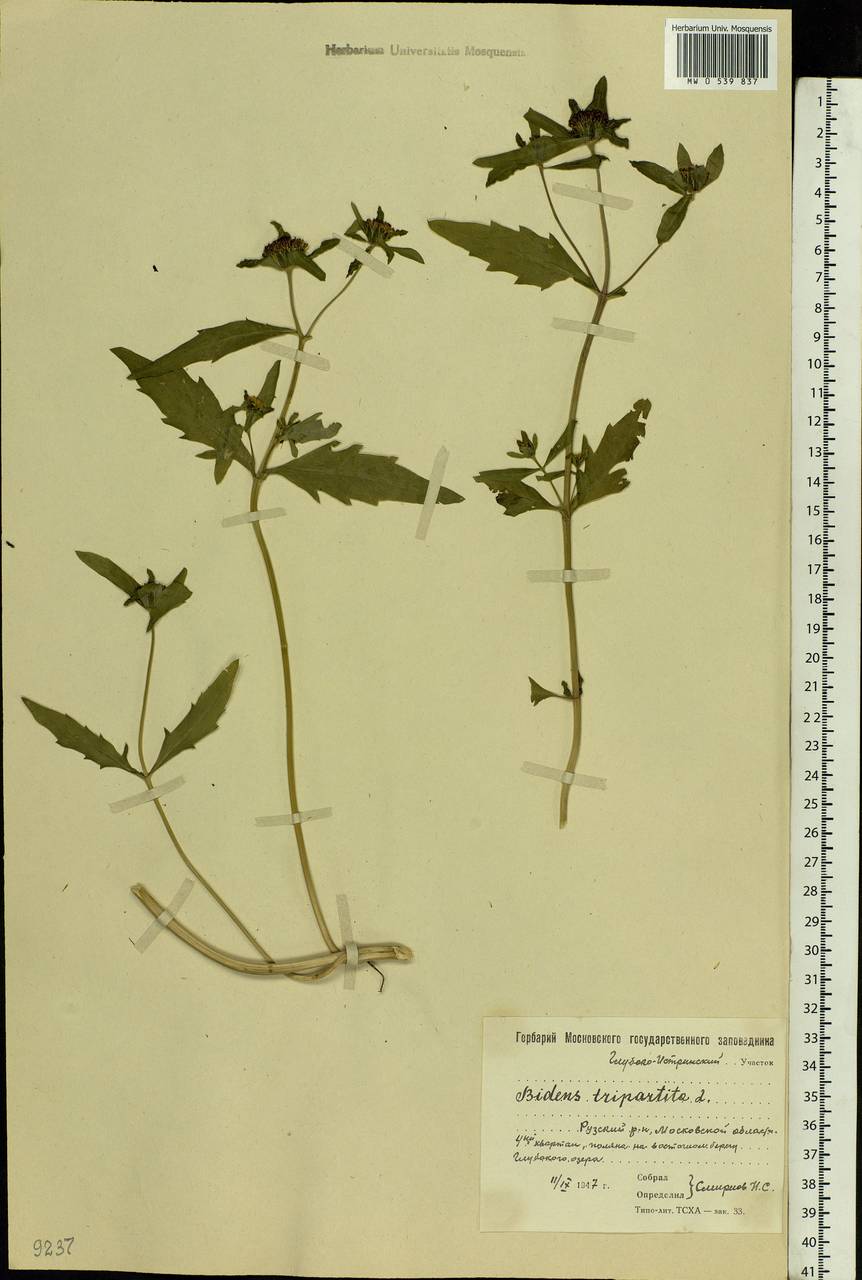 Bidens tripartita L., Eastern Europe, Moscow region (E4a) (Russia)