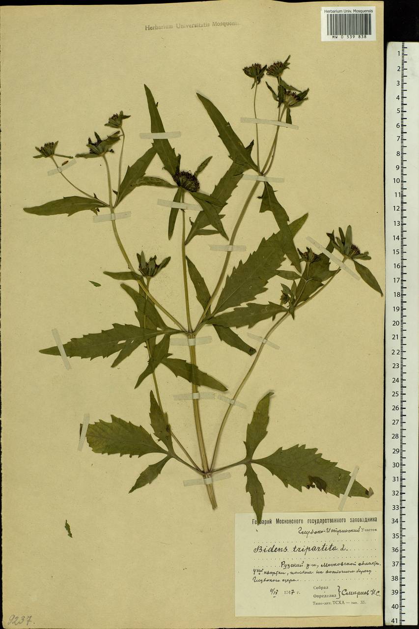 Bidens tripartita L., Eastern Europe, Moscow region (E4a) (Russia)