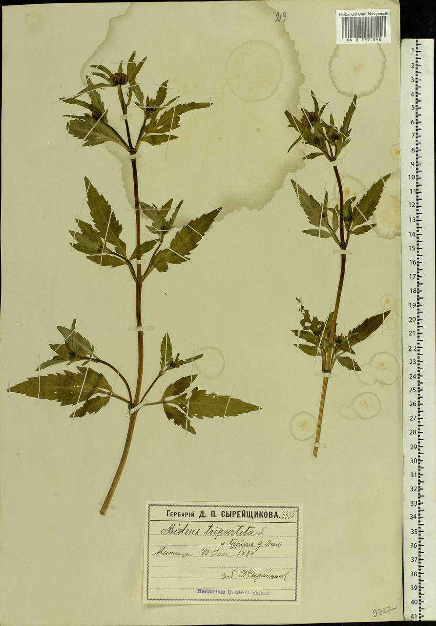 Bidens tripartita L., Eastern Europe, Moscow region (E4a) (Russia)