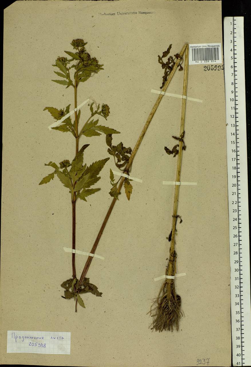 Bidens tripartita L., Eastern Europe, Central forest region (E5) (Russia)