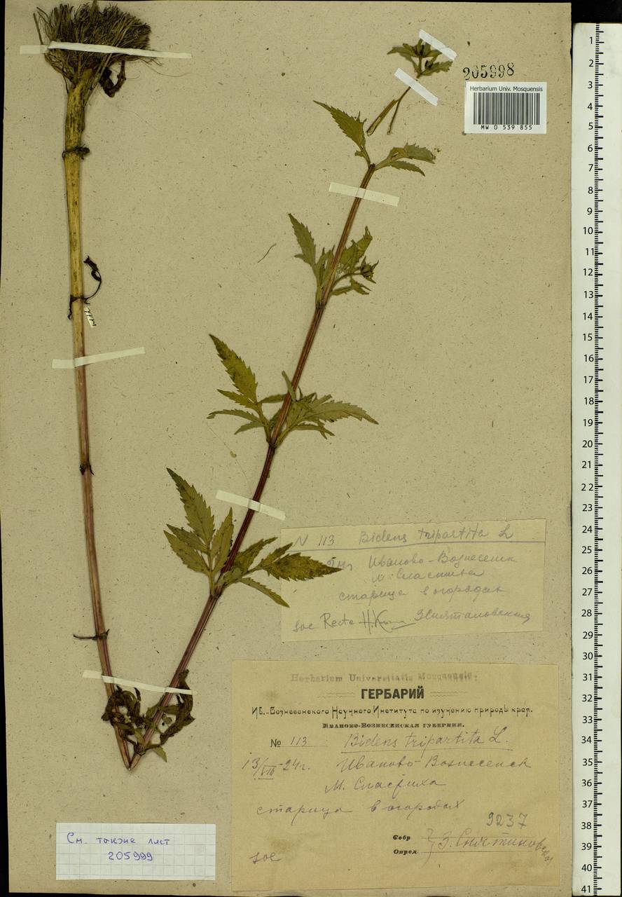 Bidens tripartita L., Eastern Europe, Central forest region (E5) (Russia)