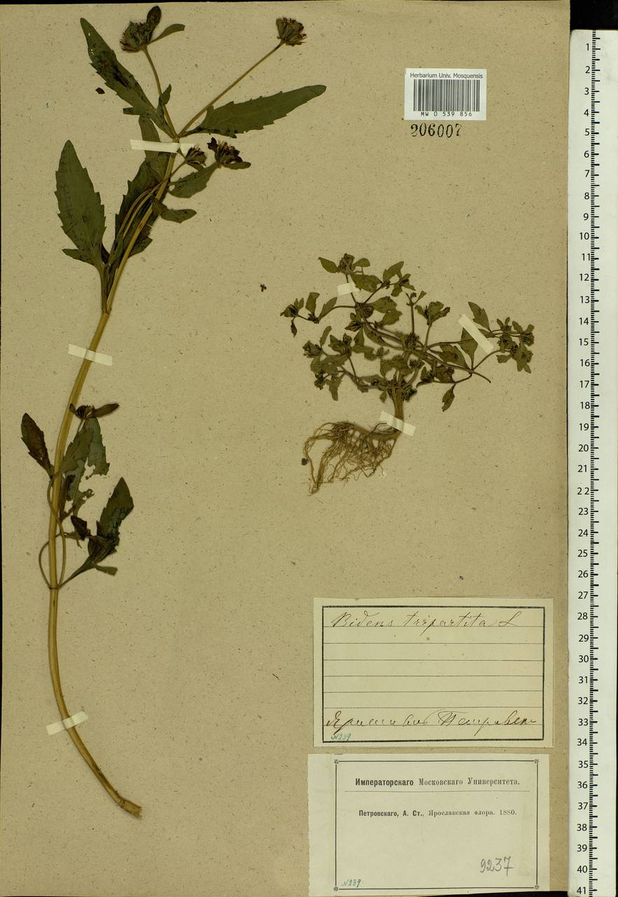 Bidens tripartita L., Eastern Europe, Central forest region (E5) (Russia)