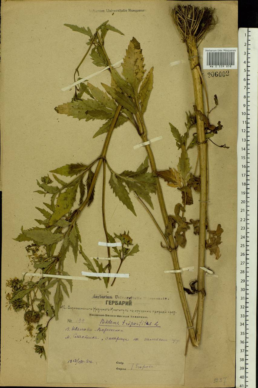 Bidens tripartita L., Eastern Europe, Central forest region (E5) (Russia)