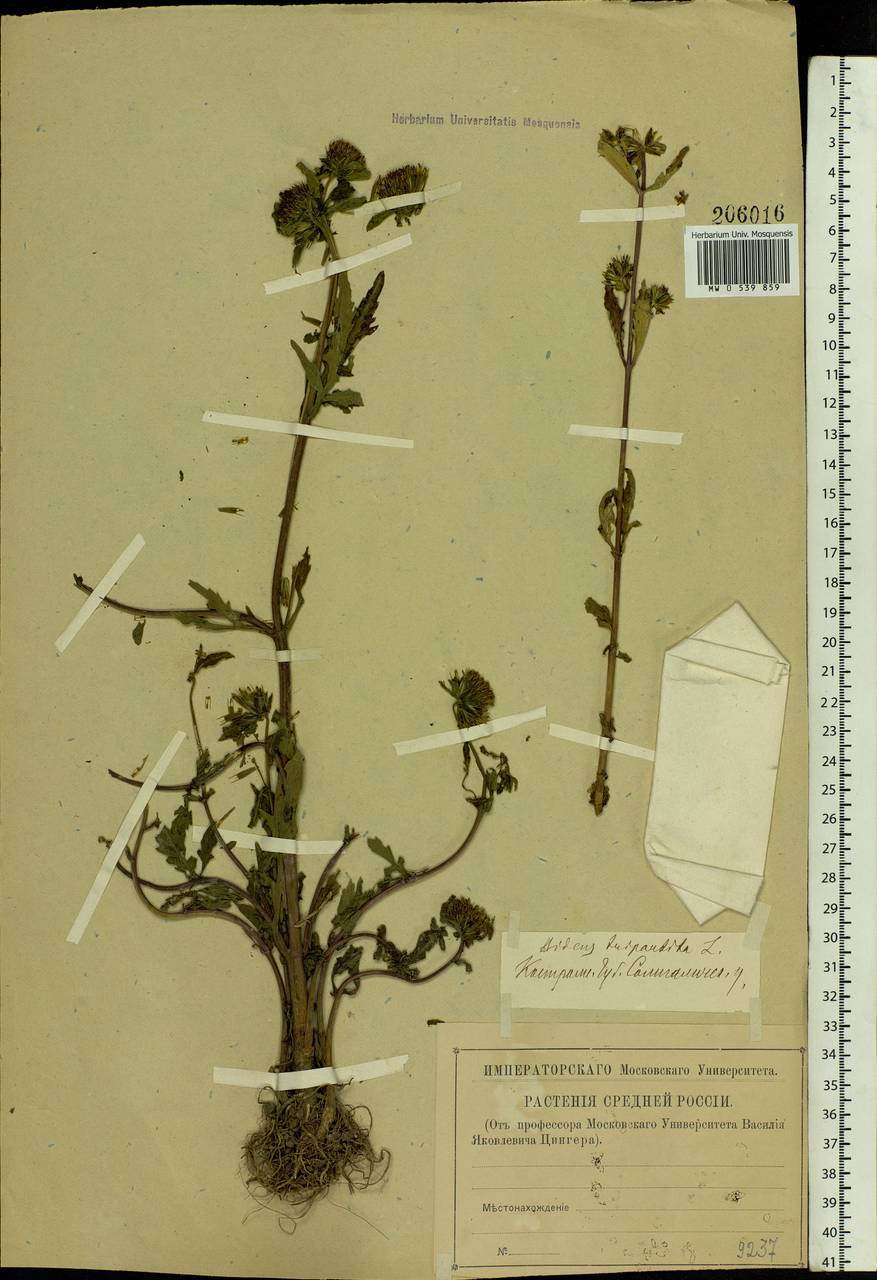 Bidens tripartita L., Eastern Europe, Central forest region (E5) (Russia)