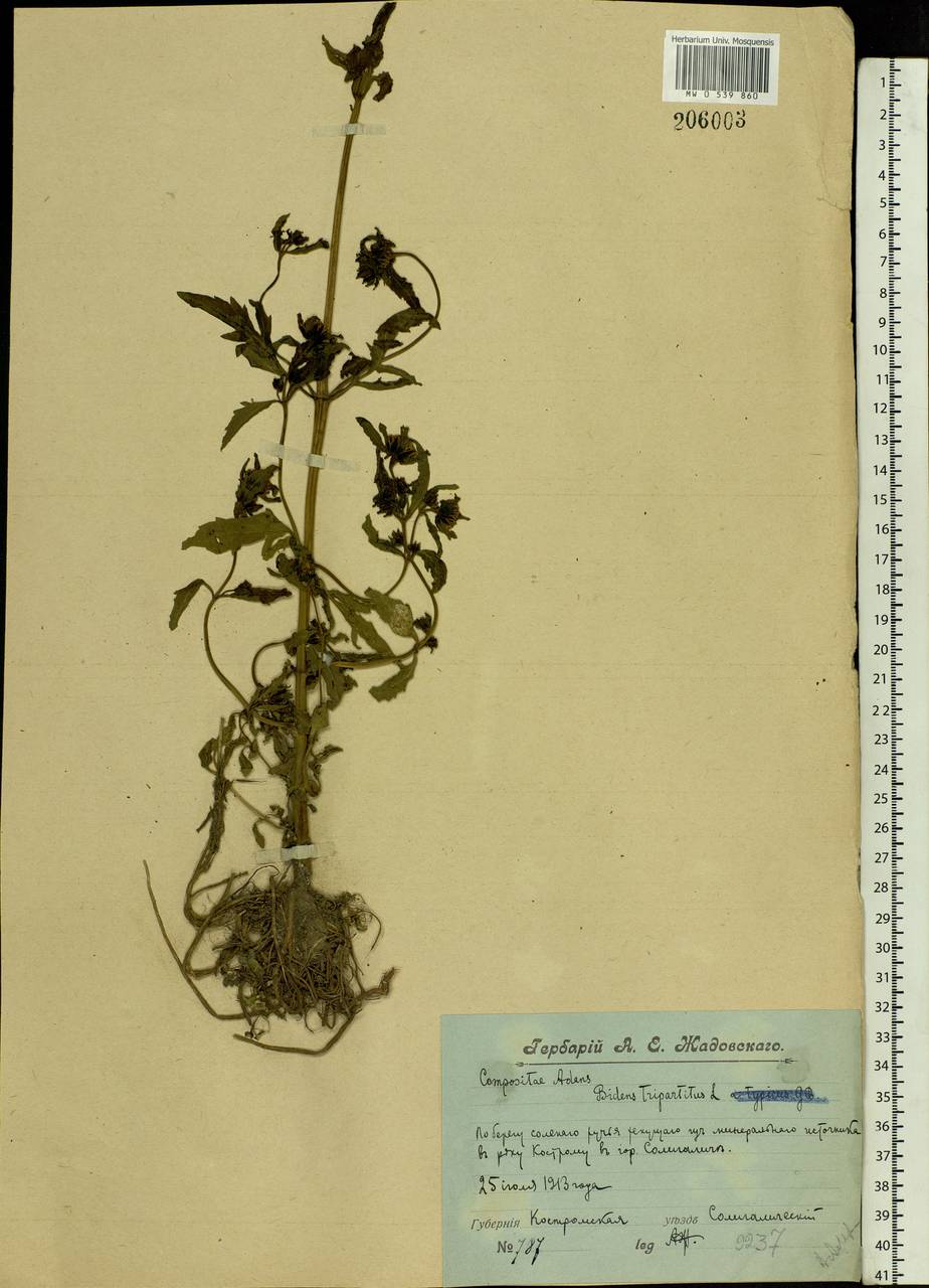 Bidens tripartita L., Eastern Europe, Central forest region (E5) (Russia)