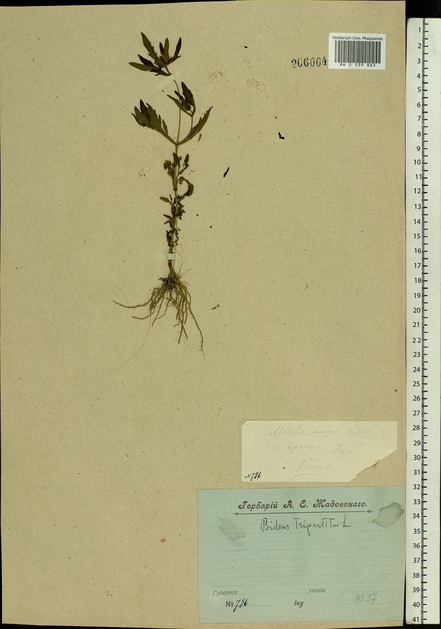 Bidens tripartita L., Eastern Europe, Central forest region (E5) (Russia)