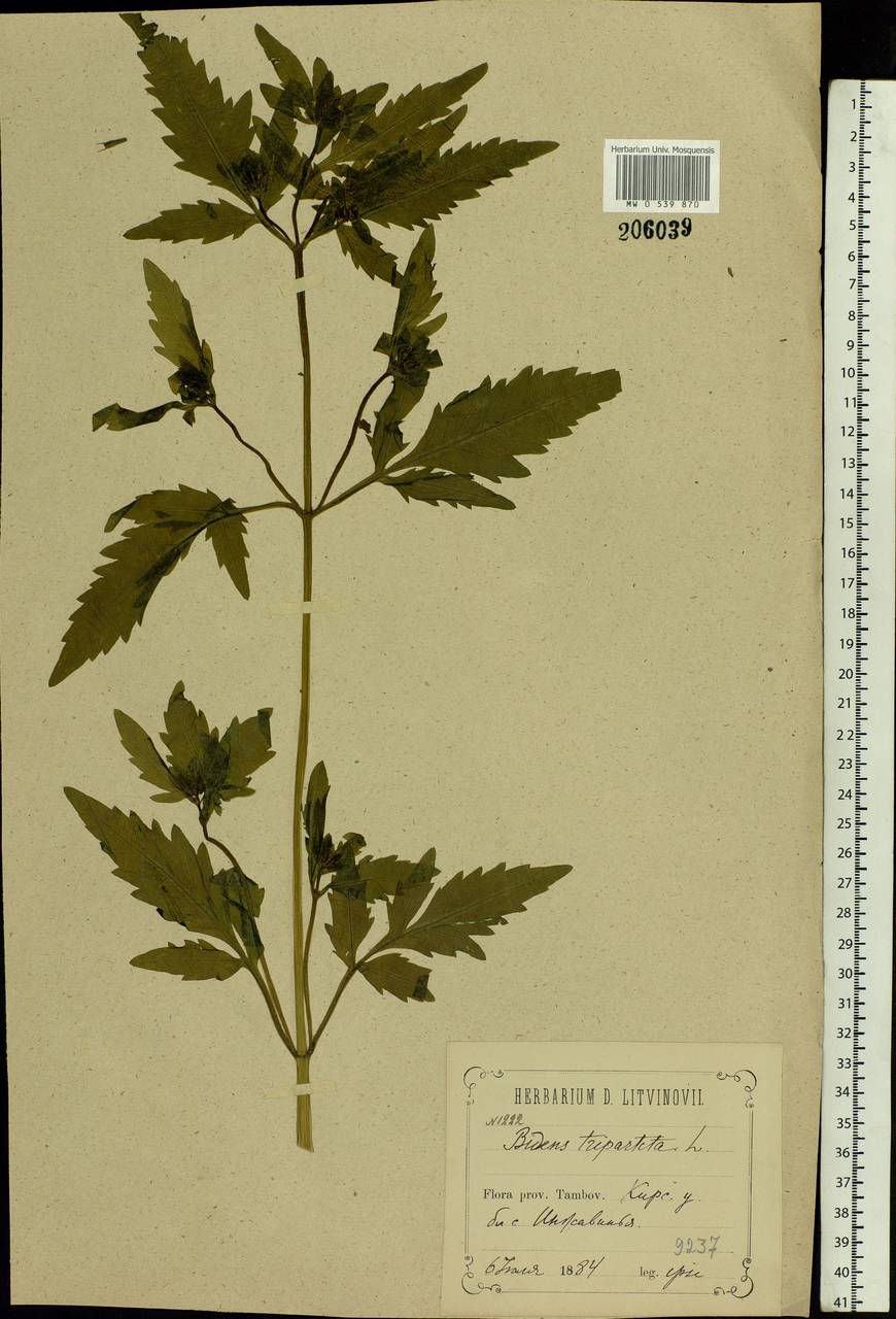 Bidens tripartita L., Eastern Europe, Central forest-and-steppe region (E6) (Russia)