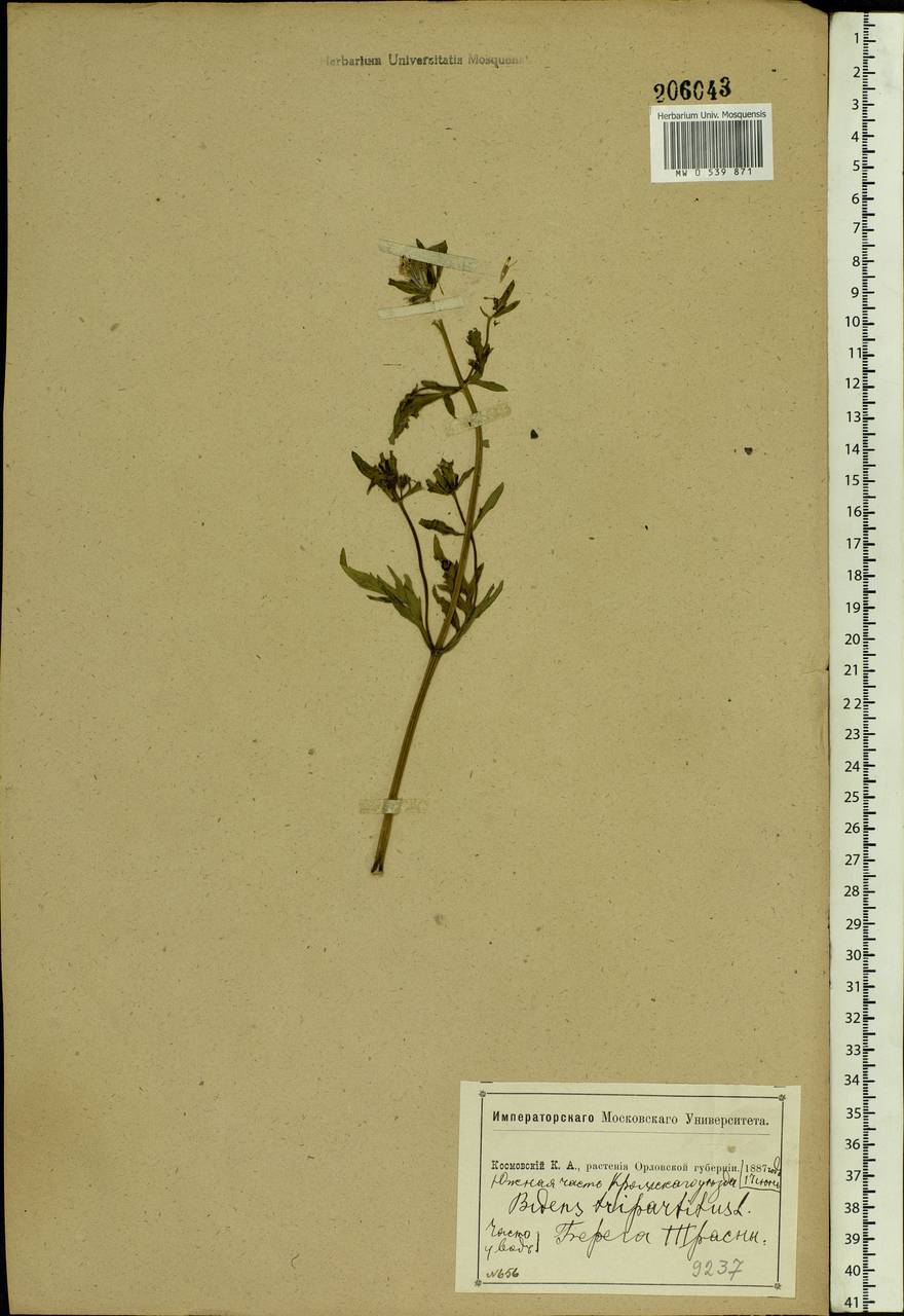 Bidens tripartita L., Eastern Europe, Central forest-and-steppe region (E6) (Russia)